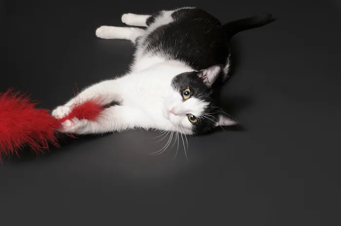 BCP Veterinary Pharmacy Picture 6