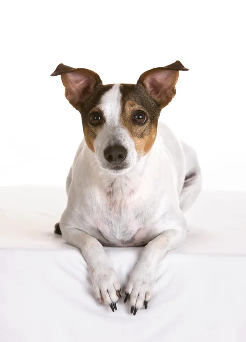 BCP Veterinary Pharmacy Picture 5
