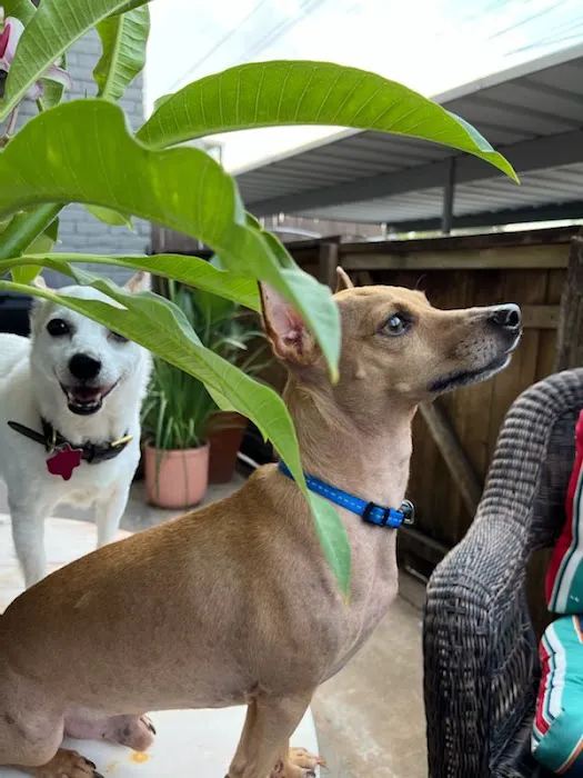 Banfield Pet Hospital Picture 2