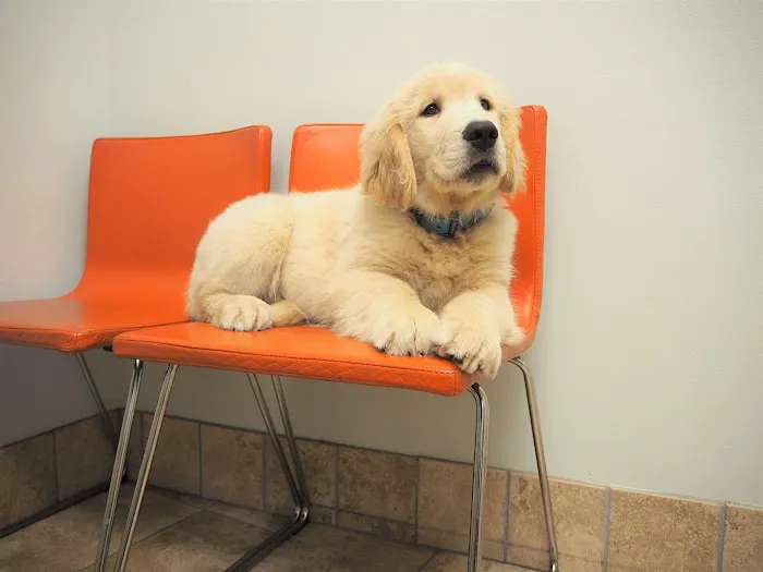 Washington Heights Veterinary Clinic Picture 2