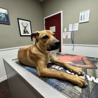 Montrose Veterinary Clinic ico