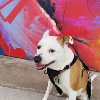 EaDo Veterinary Clinic ico