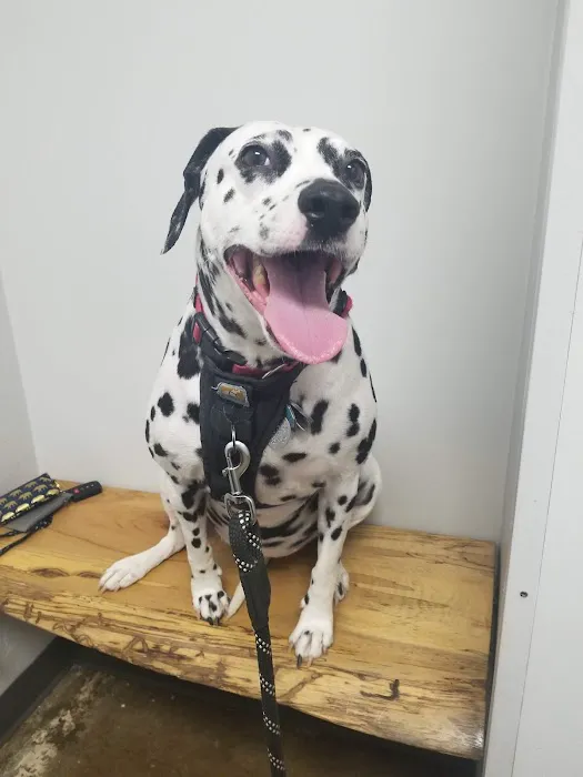 EaDo Veterinary Clinic Picture 2