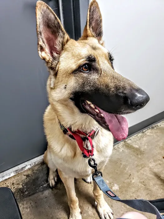 EaDo Veterinary Clinic Picture 7