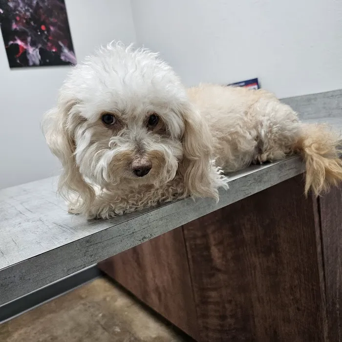 EaDo Veterinary Clinic Picture 9