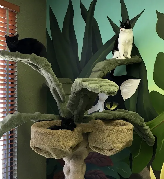 The Cat Doctor Picture 2