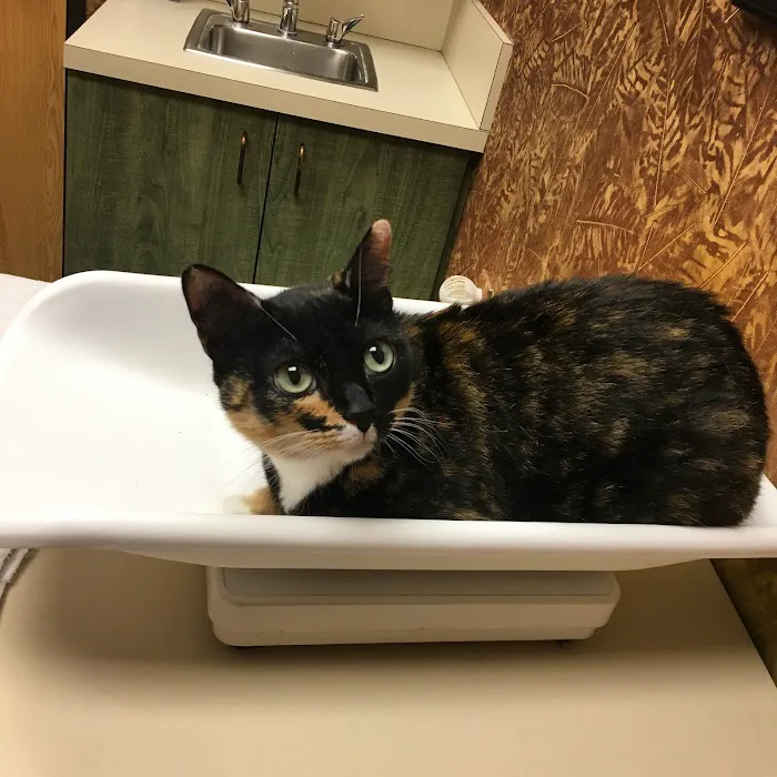 The Cat Doctor Picture 6