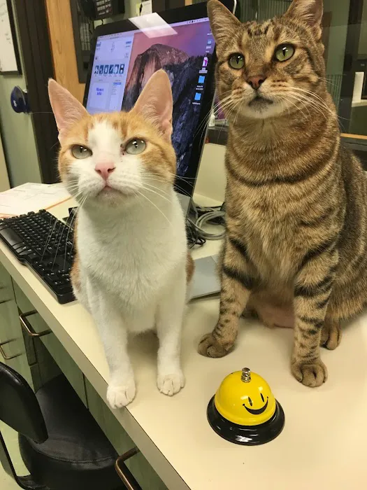 The Cat Doctor Picture 9