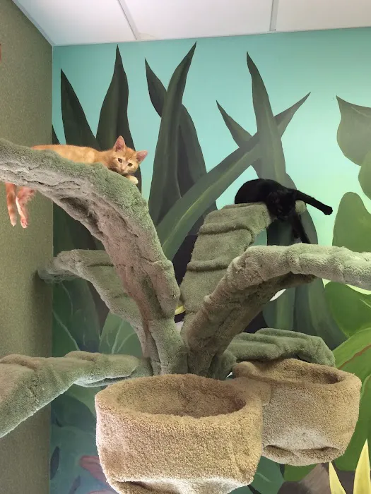 The Cat Doctor Picture 8
