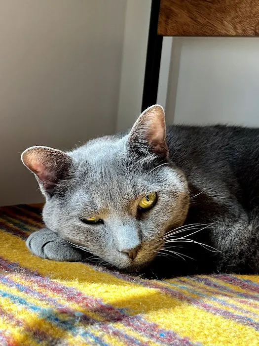 Cat Veterinary Clinic Picture 1