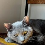 Cat Veterinary Clinic