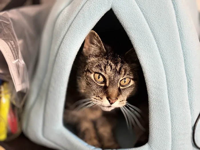 Cat Veterinary Clinic Picture 8