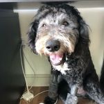 Neartown Animal Clinic