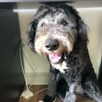 Neartown Animal Clinic ico