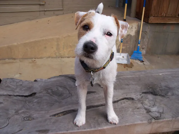 Neartown Animal Clinic Picture 5