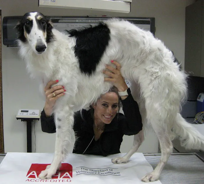 Neartown Animal Clinic Picture 8