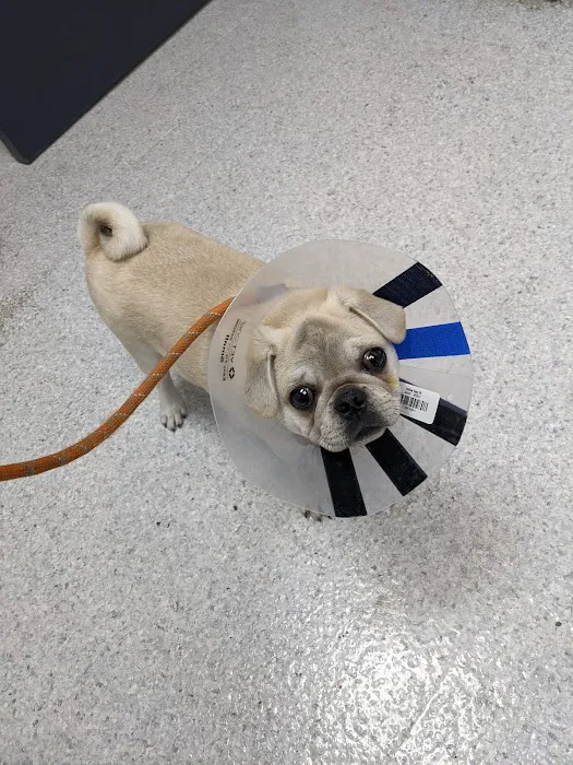 Neartown Animal Clinic Picture 10