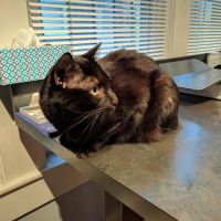 Midtown Veterinary Hospital ico