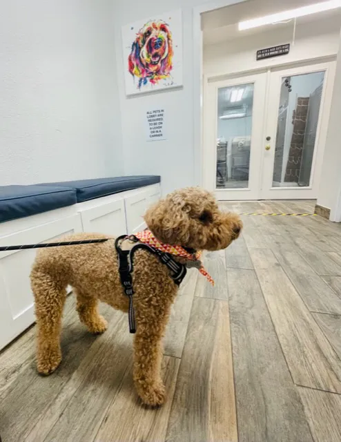 Central Houston Animal Hospital Picture 5