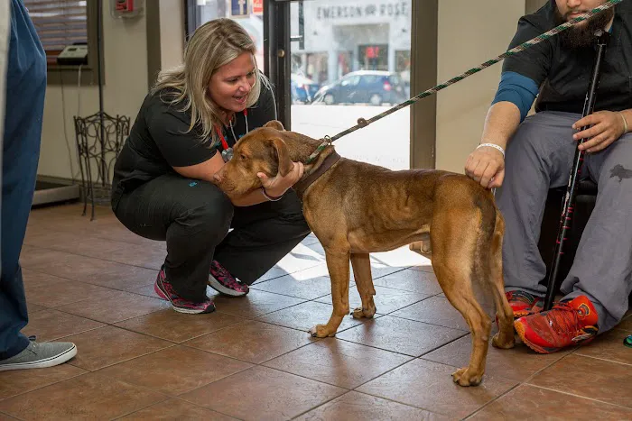 Central Houston Animal Hospital Picture 9