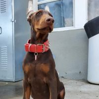 Elm Veterinary Hospital ico