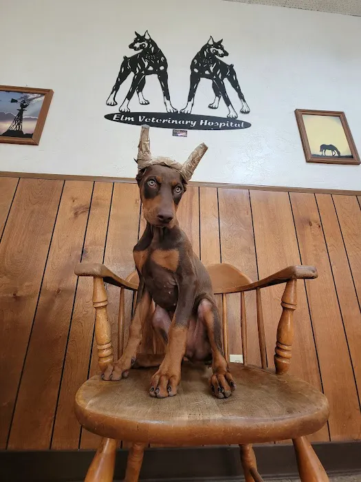 Elm Veterinary Hospital Picture 5