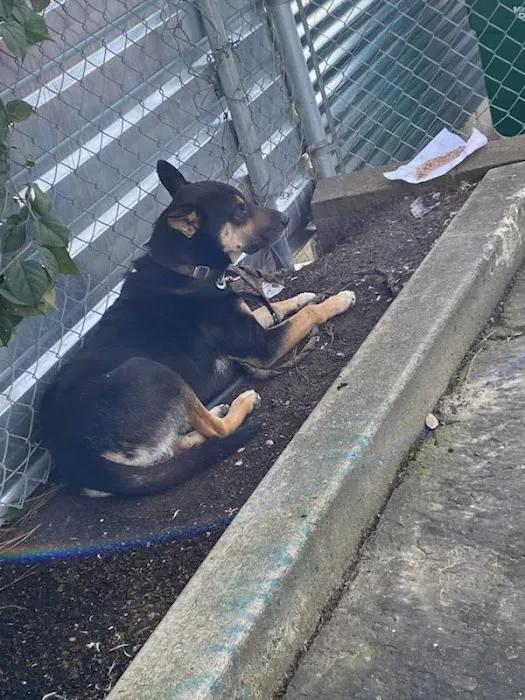 24/7 PetVets Picture 1