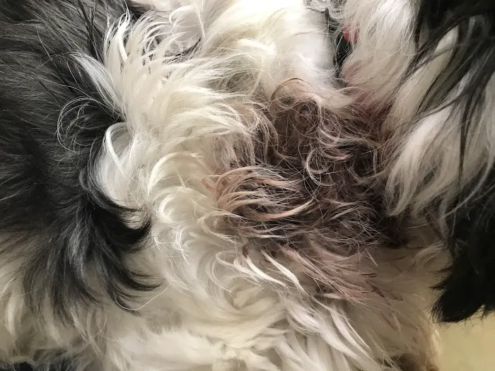 24/7 PetVets Picture 4