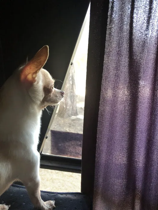 24/7 PetVets Picture 3