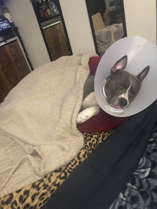 24/7 PetVets Picture 6