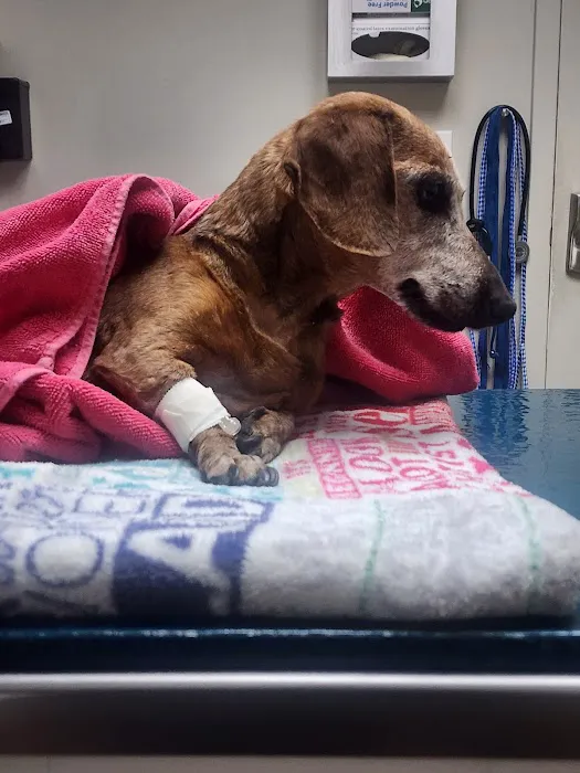 24/7 PetVets Picture 5