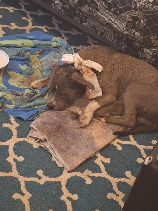24/7 PetVets Picture 7