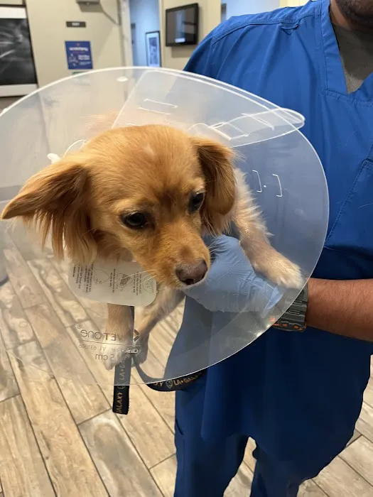 24/7 PetVets Picture 10