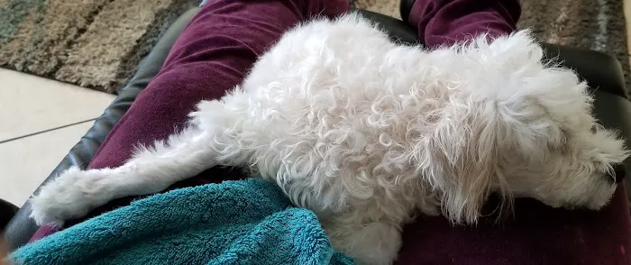 24/7 PetVets Picture 8