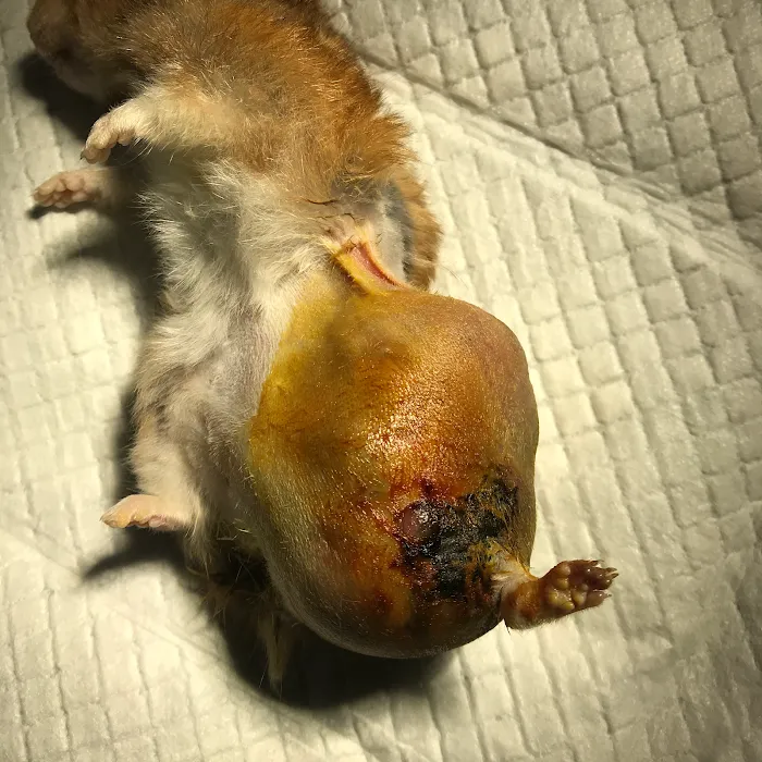 Maroa Track Pet Hospital Picture 10