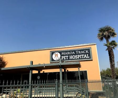 Dog and Cat Dental Care: Maroa Track Pet Hospital