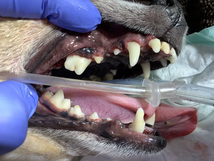 Dog and Cat Dental Care: Maroa Track Pet Hospital Picture 3