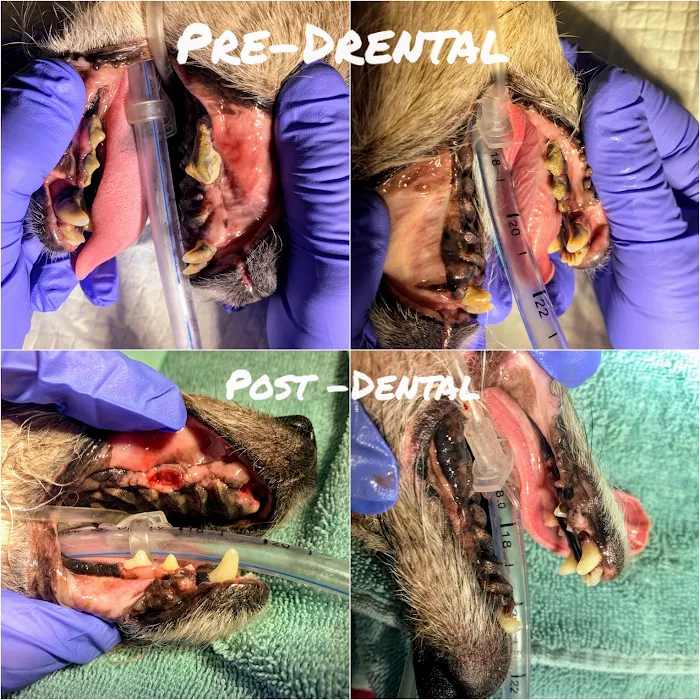 Dog and Cat Dental Care: Maroa Track Pet Hospital Picture 7