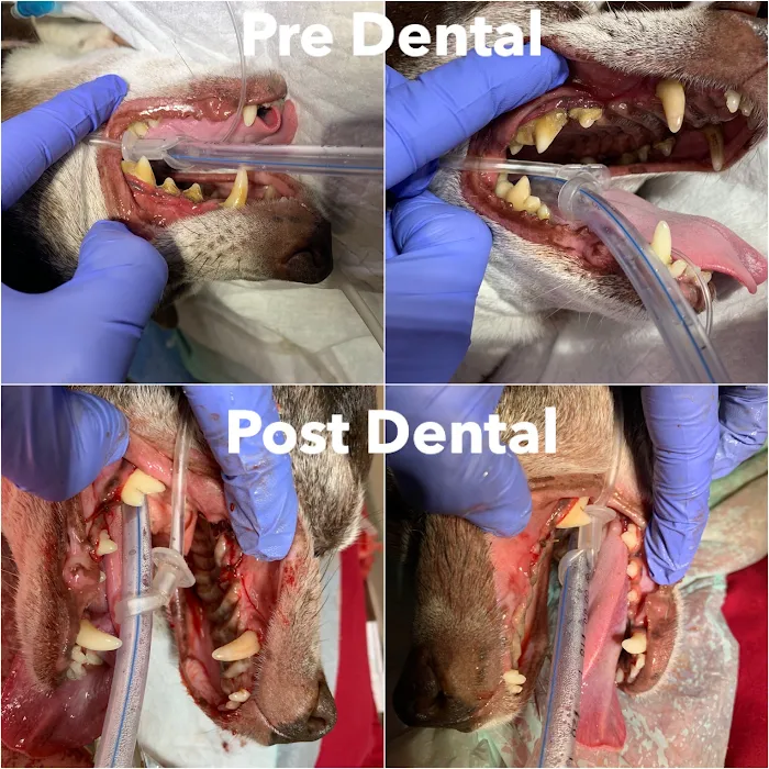 Dog and Cat Dental Care: Maroa Track Pet Hospital Picture 8