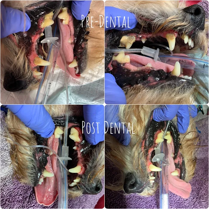 Dog and Cat Dental Care: Maroa Track Pet Hospital Picture 9
