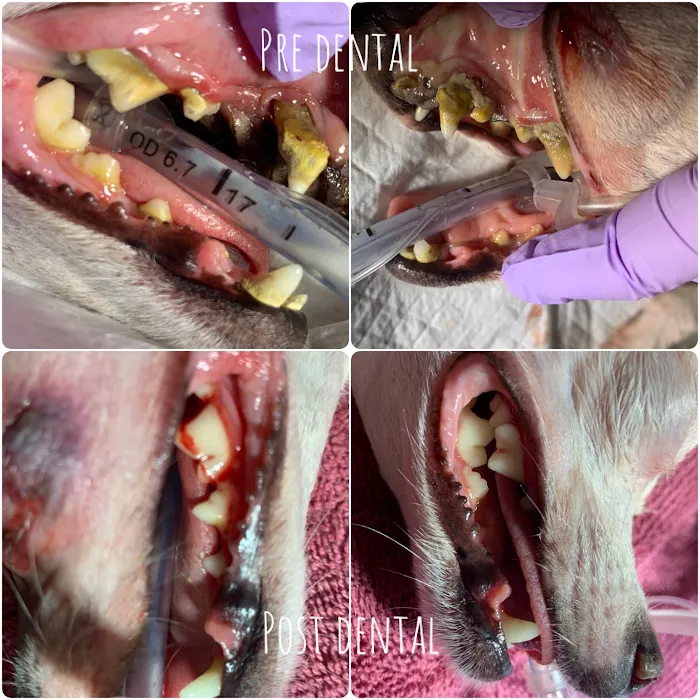 Dog and Cat Dental Care: Maroa Track Pet Hospital Picture 10