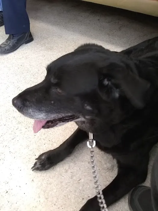 Olive Veterinary Hospital Picture 1
