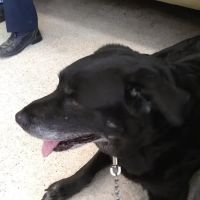 Olive Veterinary Hospital ico