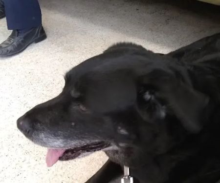 Olive Veterinary Hospital