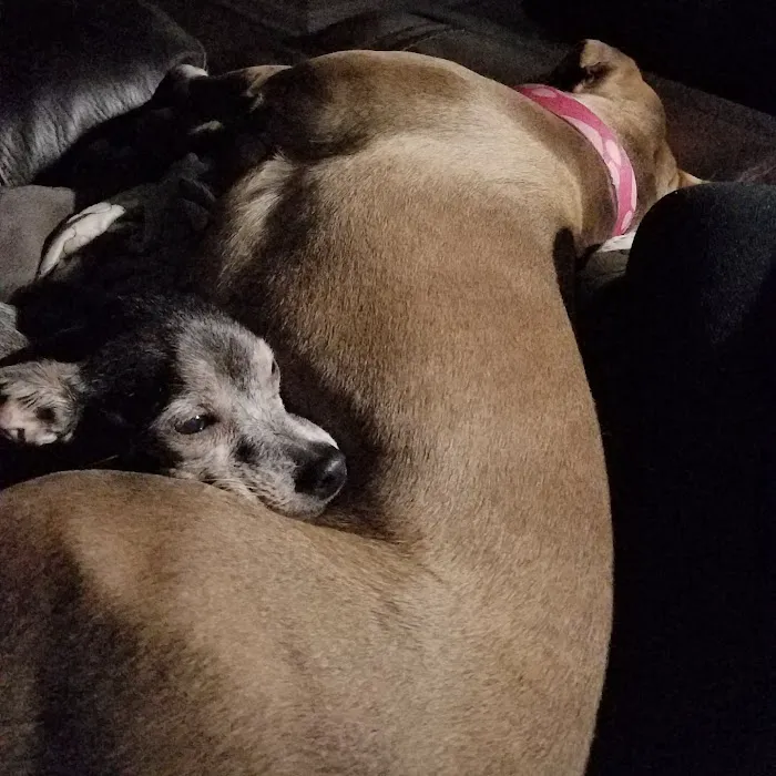 Olive Veterinary Hospital Picture 2