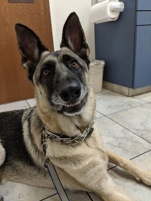 Olive Veterinary Hospital Picture 4