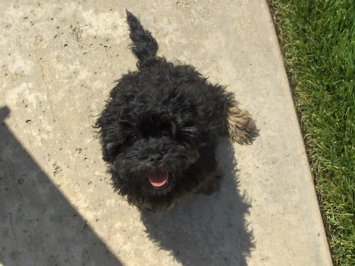 Olive Veterinary Hospital Picture 10