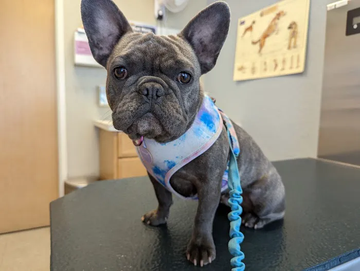 Shield Stone Pet Hospital Picture 2