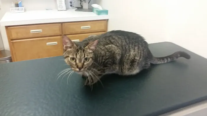 Shield Stone Pet Hospital Picture 4