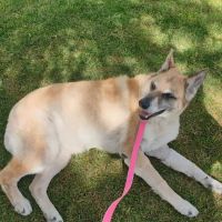 Animal Medical Clinic ico